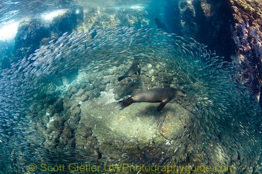 sea lion swarm