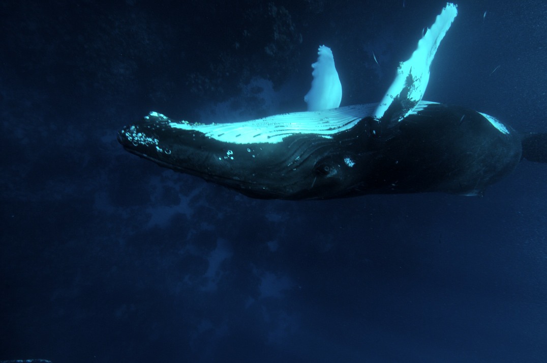 humpback underwater