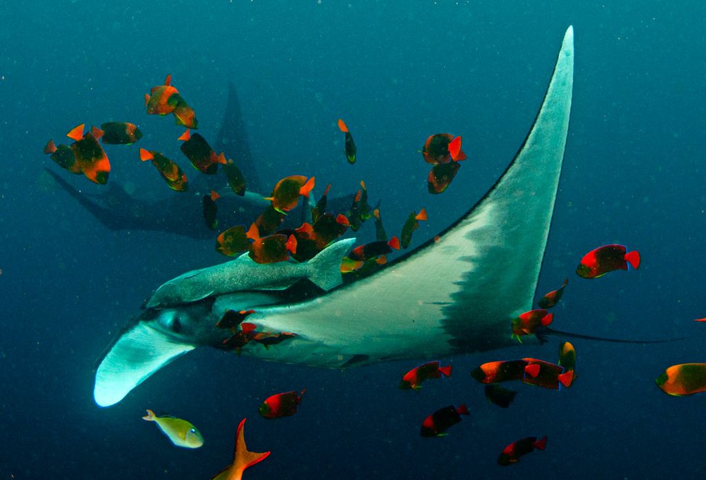 People Underwater Photography