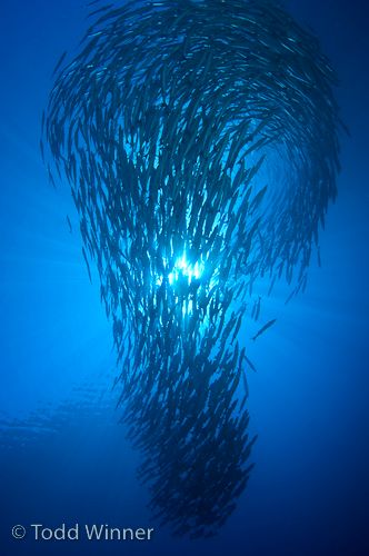 diving the solomon islands