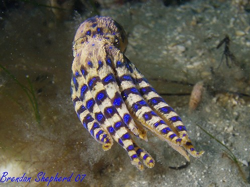 swimming blue ring octopus