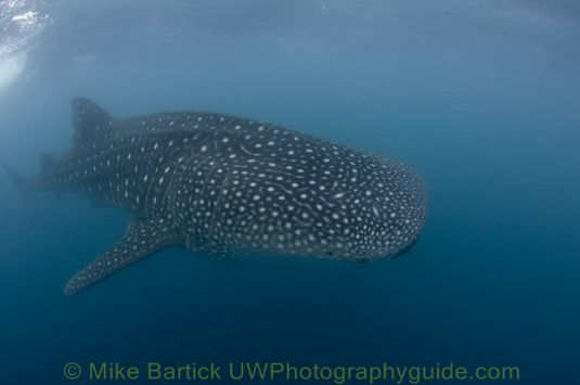 Whale shark