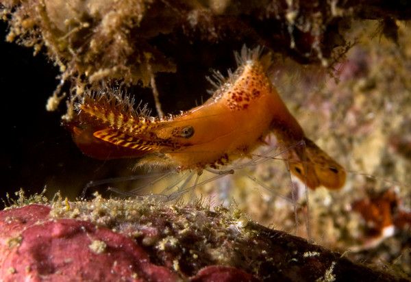 Tozeuma shrimp