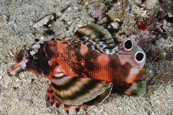 twinspot lionfish
