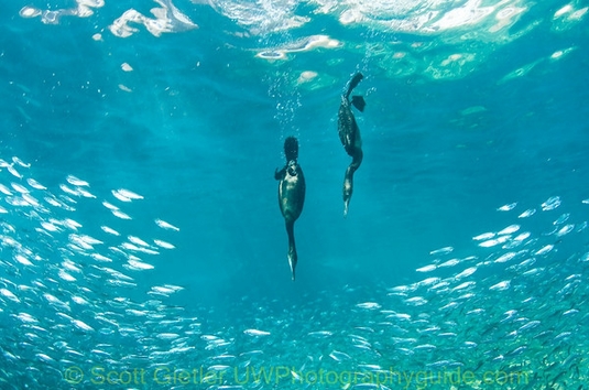 underwater behavior photography