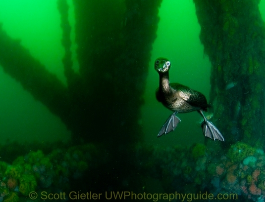 underwater behavior photography