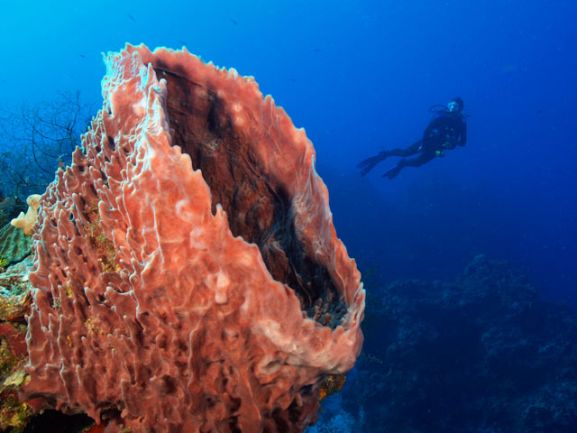 underwater sponge in cozumel