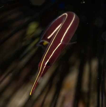 urchin clingfish