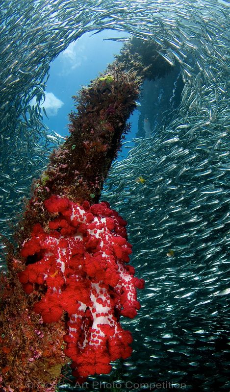 raja ampat underwater photography workshop