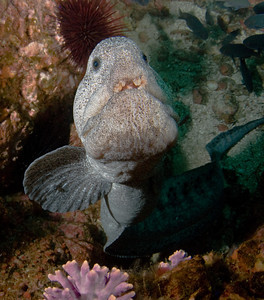 Wolf eel underwater photo