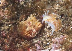 Inside Look Photos: Training Sharks to Eat Lionfish|Underwater