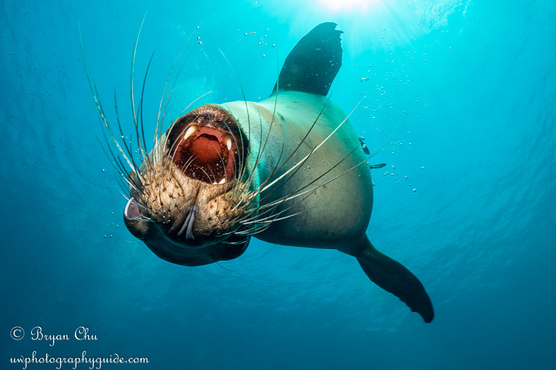 Ultimate Guide to Photographing Sea Lions Up Close Underwater