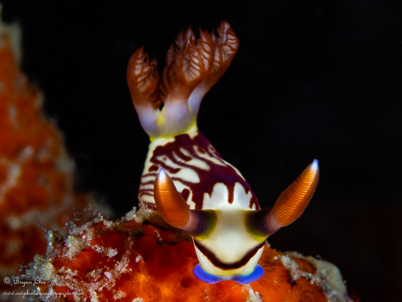 Nudibranch with black background