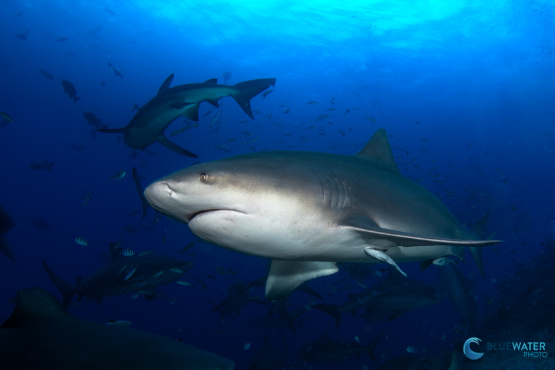 Bull shark photographed with the Sony A7C II in an Ikelite housing with dual Ikelite DS230 strobes and the Canon 8-15mm fisheye lens. f/14, 1/125, ISO 200