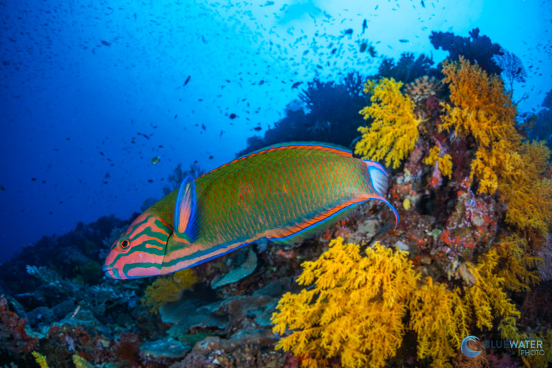 A wrasse photographed wit hthe Sony A7C II. 1/125, f/16, ISO 320