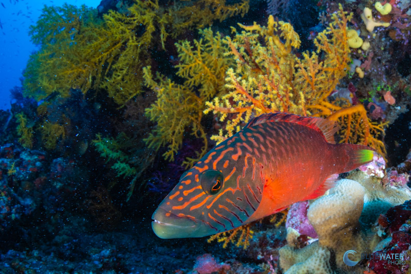 A bandcheek wrasse photographed with the Sony A7C II in the Bligh Waters of Fiji. f/16, ISO 320, 1/125