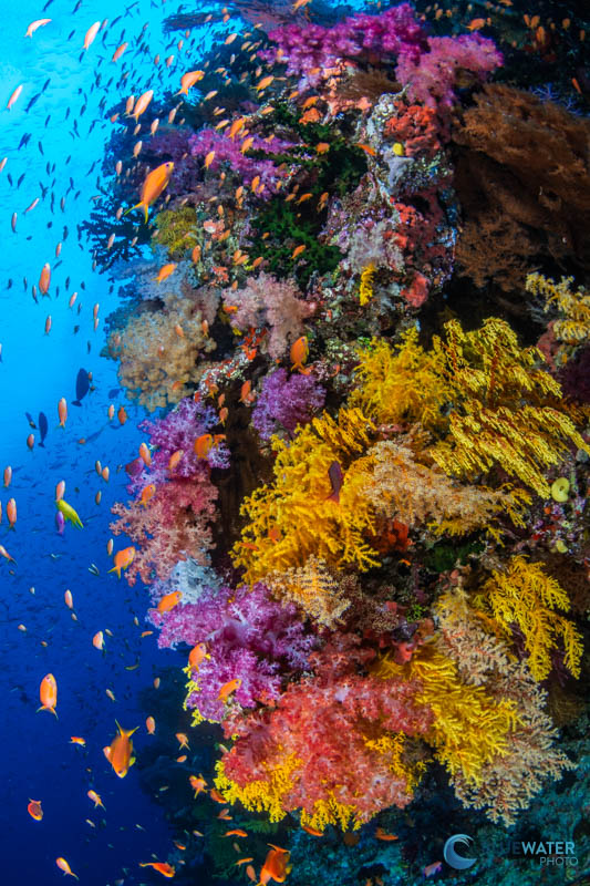 A colorful reefscene captured with the Sony A7C II. 1/160, f/14, ISO 400