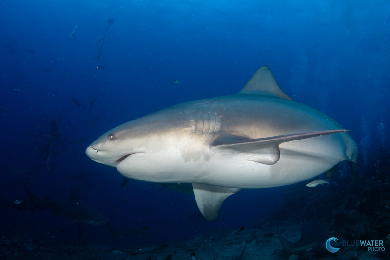 A pregnant bull shark photographed with the Sony A7C II