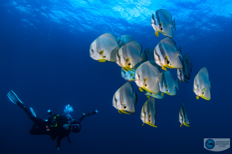 A school of batfish photographed with the Sony A7R V. 1/200, f/18, ISO 400