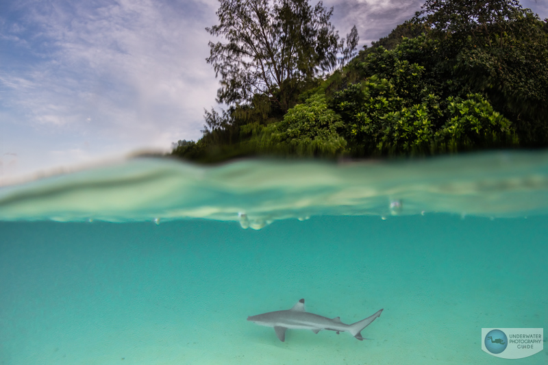 A split shot in Misool Indonesia of a black tip reef shark captured with the Sony A7R V. f/14, 1/125, ISO 400
