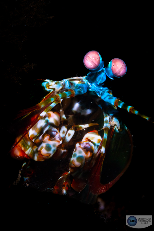 A mantis shrimp photographed with the Sony 90mm macro. f/22, 1/160, ISO 200