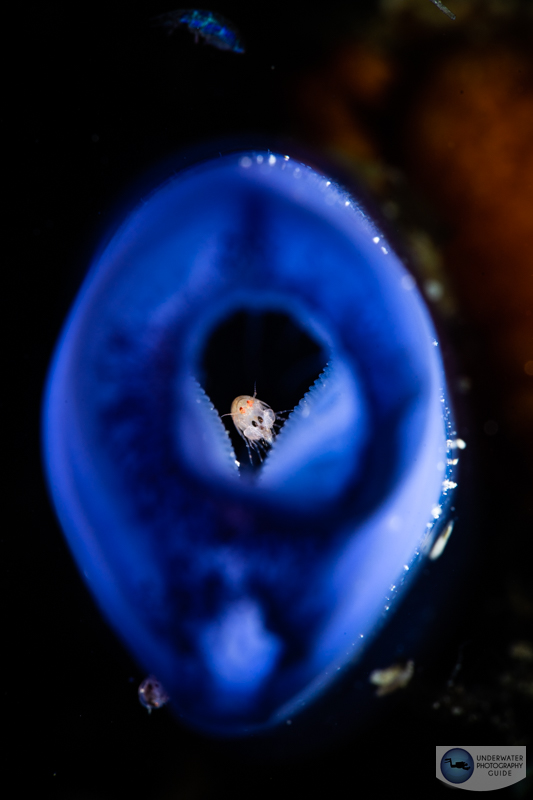 An uncropped photo of a ladybug amphipod with the Sony A7R V, Sony 90mm macro lens, Kraken +13 diopter, and an Ikelite A7R V housing. f/22, 1/200, ISO 400