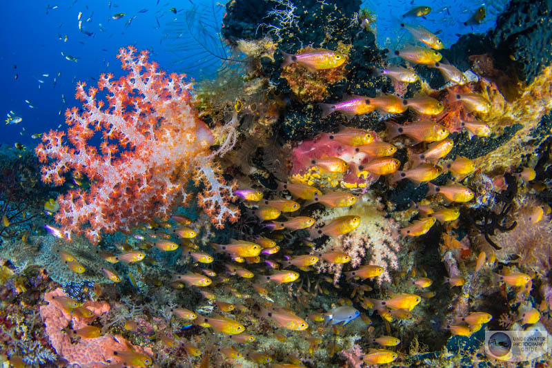 A school of fish and soft coral photographed with the Sony A7R V in an Ikelite A7R V housing. 1/200, f/18, ISO 400