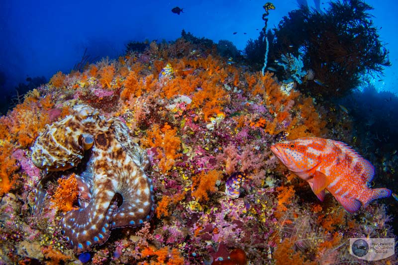 An octopus and coral grouper at Boo Window in Raja Ampat photographed with the Sony a7R V. 1/200, f/16, ISO 640