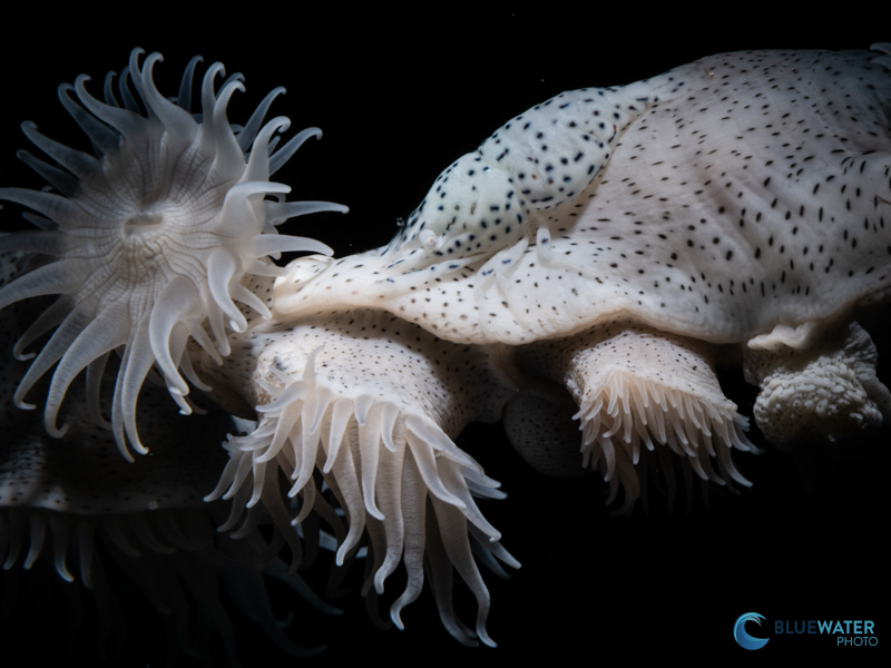 A leopard anemone and leopard anemone shrimp photographed with the Nikon Z8 and Nikon 105mm macro lens