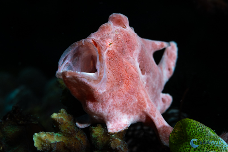  A pink frogfish sizes up my camera