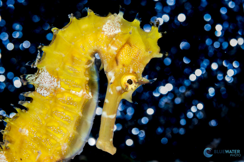 A seahorse on the white sand slope in front of Anda town. The vibrant bokeh was captured by placing steel wool in front of the subject