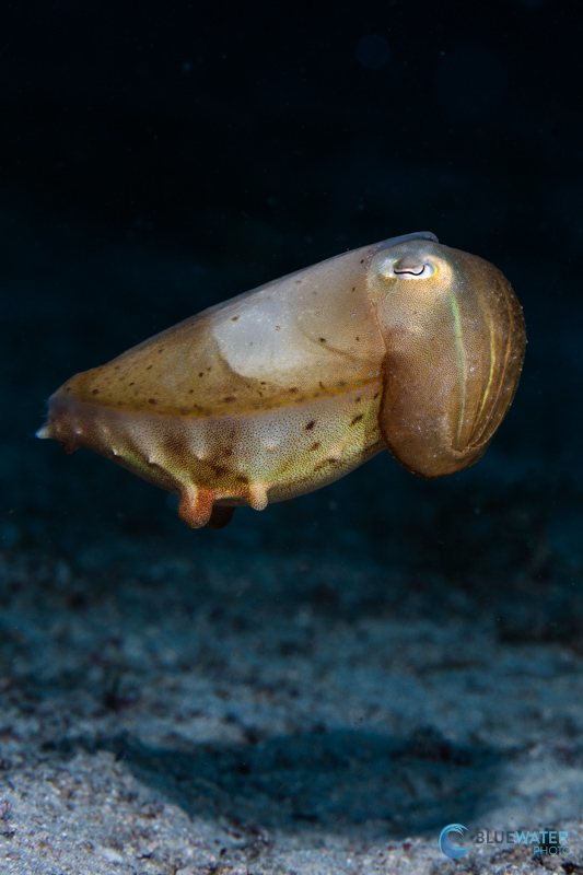 A curious cuttlefish floats above the sand in Anda