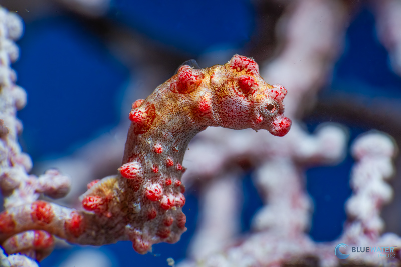 A pygmy seahorse at the Magic Oceans house reef - spotted only by Jay, our guide. 