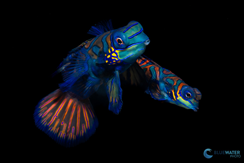 Mandarin fish mating at the Magic Oceans house reef