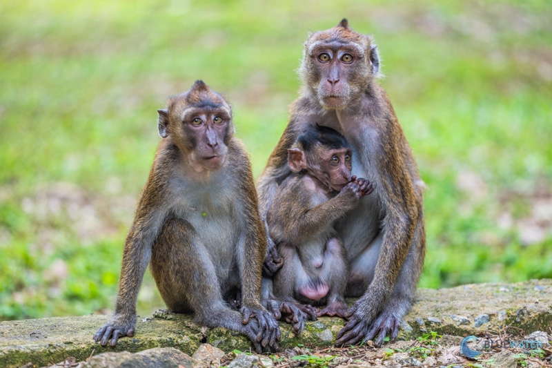 Macaques in the jungles of Bohol