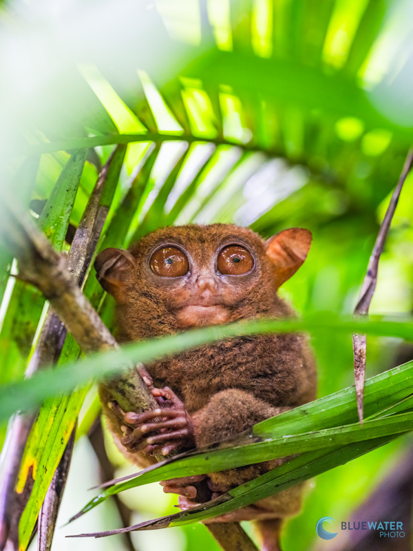 A tarsier I photographed in the jungles of Bohol