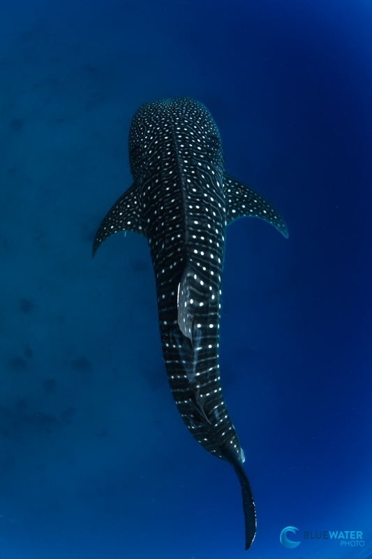 Beautiful patterns on the back of a whaleshark