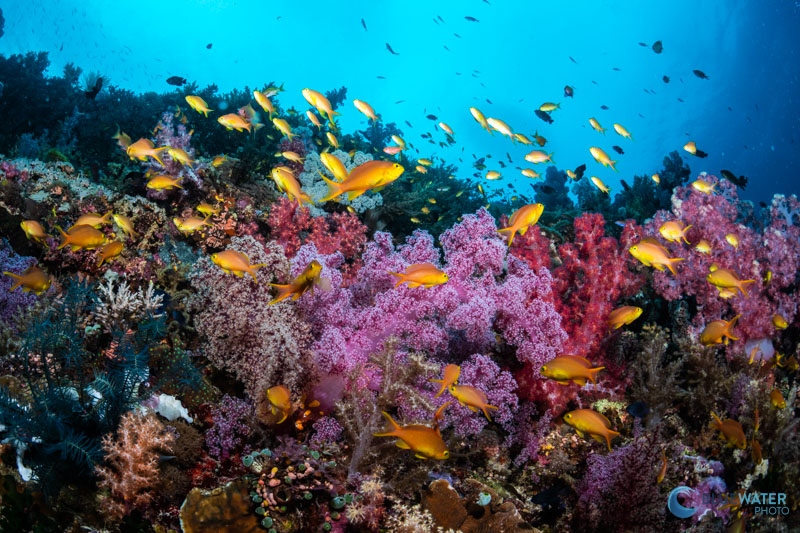 Colorful anthias swim out into the water column when the current picks up