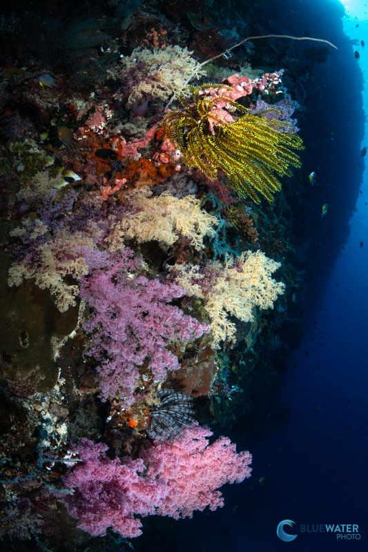 Crinoids, or feather stars, often look like soft corals but they are echinoderms. The soft corals of Anda range in color from deep red to yellow to purple