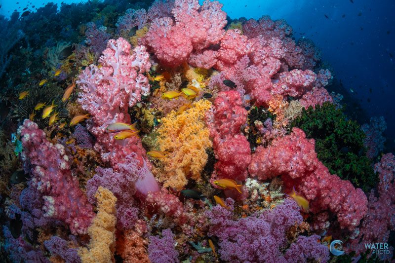 The colorful reefs of Anda