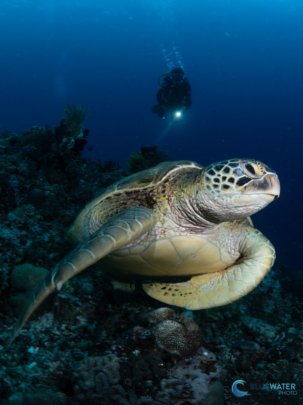 A green sea turtle at the top of a wall photographed with the Marelux Z8 housing and the Nikon Z8 with a single Marelux Apollo III Strobe