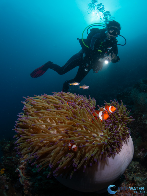 An anemone photographed with dual Apollo III strobes and the Nikon Z8 camera. f/13, 1/80, ISO 250