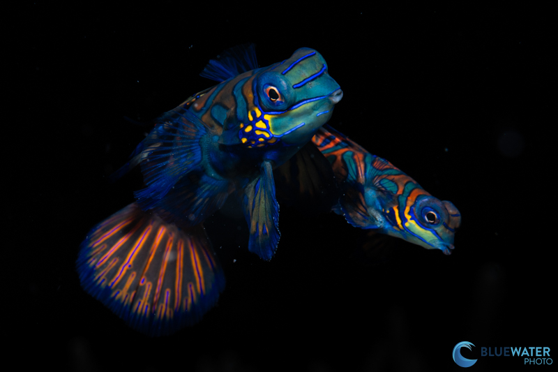 A quick recycle time of 0.6 seconds is an absolute necessity for photographing mandarin fish