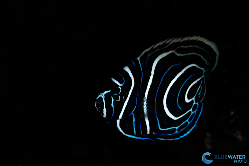 A long battery life allowed me to take a photo of this juvenile angelfish on our 8th dive of the trip