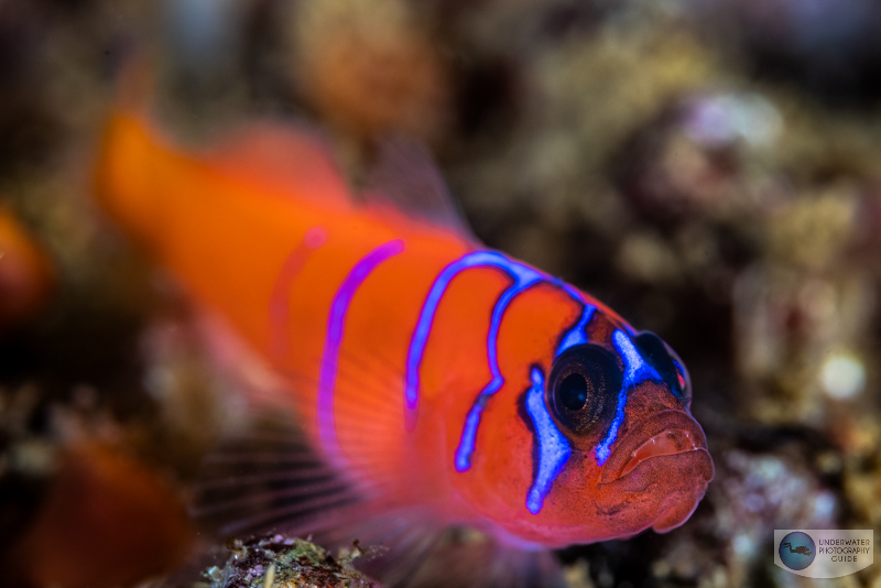 This blue banded goby was photographed at the maximum 1.4x reproduction ratio without using a diopter with the Canon R5 in an Ikelite housing & Ikelite DS 161 strobes. f/10, 1/160, ISO 200