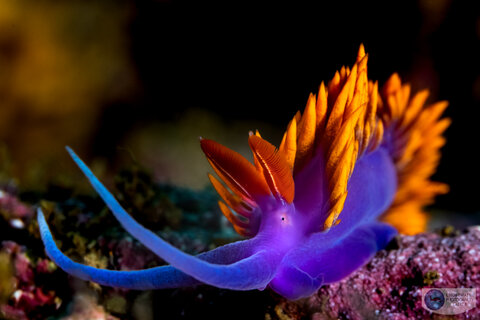 Spanish shawl nudibranch photographed with the Canon RF 100mm macro. f/10, 1/160, ISO 200