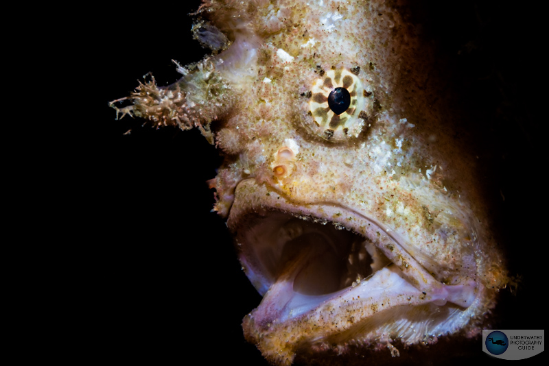 Frogfish photographed with the Canon RF100mm macro, Canon EOS R5, and Ikelite R5 housing. f/25, 1/160, ISO 640