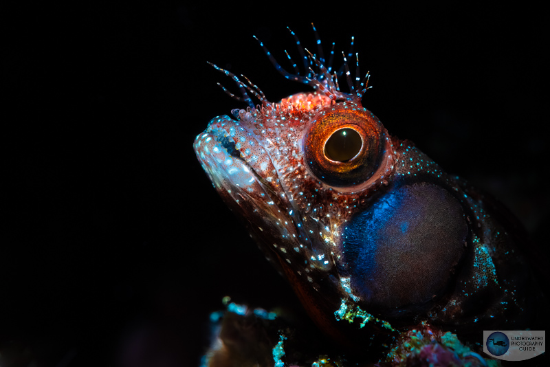 A brown cheek blenny photographed with the Canon 100mm macro lens, Canon EOS R5, Ikelite Canon EOS R5 housing, and Kraken +13 diopter. 1/160, f/25, ISO 125
