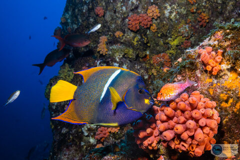 An elusive angelfish and an elusive hawkfish - perfect subjects for the 14-35mm. Captured at 35mm - f/18, 1/125, ISO 320