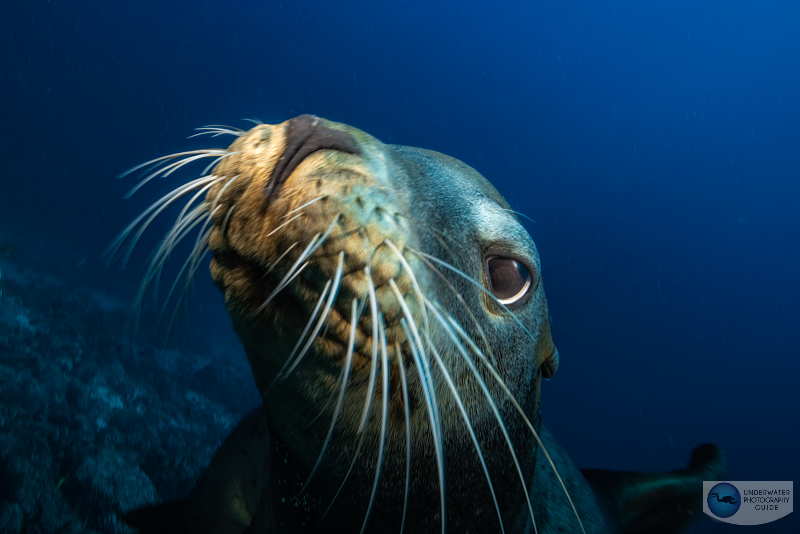 Sea Lion photographed with the Canon 14-35mm & Canon EOS R5 in an Ikelite housing @ 14mm. f/18, 1/125, ISO 320